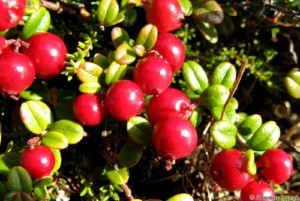 Brusnica 1000g (Brusinka - Rhodococcum vitis-ida)
