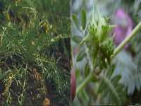 Rastlinné balíčky, vhodné kombinácie - Afrodiziakálny balíček maca-trib 150g