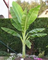 Semená rôznych rastlín - Banánovník snežný 2 ks semien
