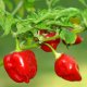 Semená rôznych rastlín - Chilli Habanero Red Savina semená 10 ks